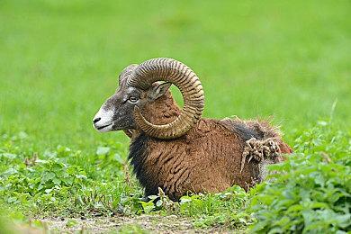 由于供应链问题 任天堂预测当前财年Switch销量将下滑10%