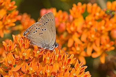 《极品飞车：不羁》将支持16人PVP联机 派对减少至4人